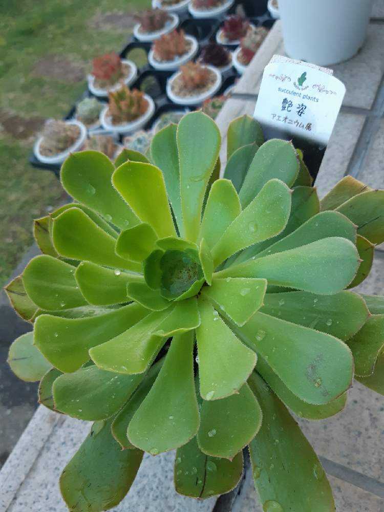 280👰艶姿 あですがた｜🍀GreenSnap（グリーンスナップ）