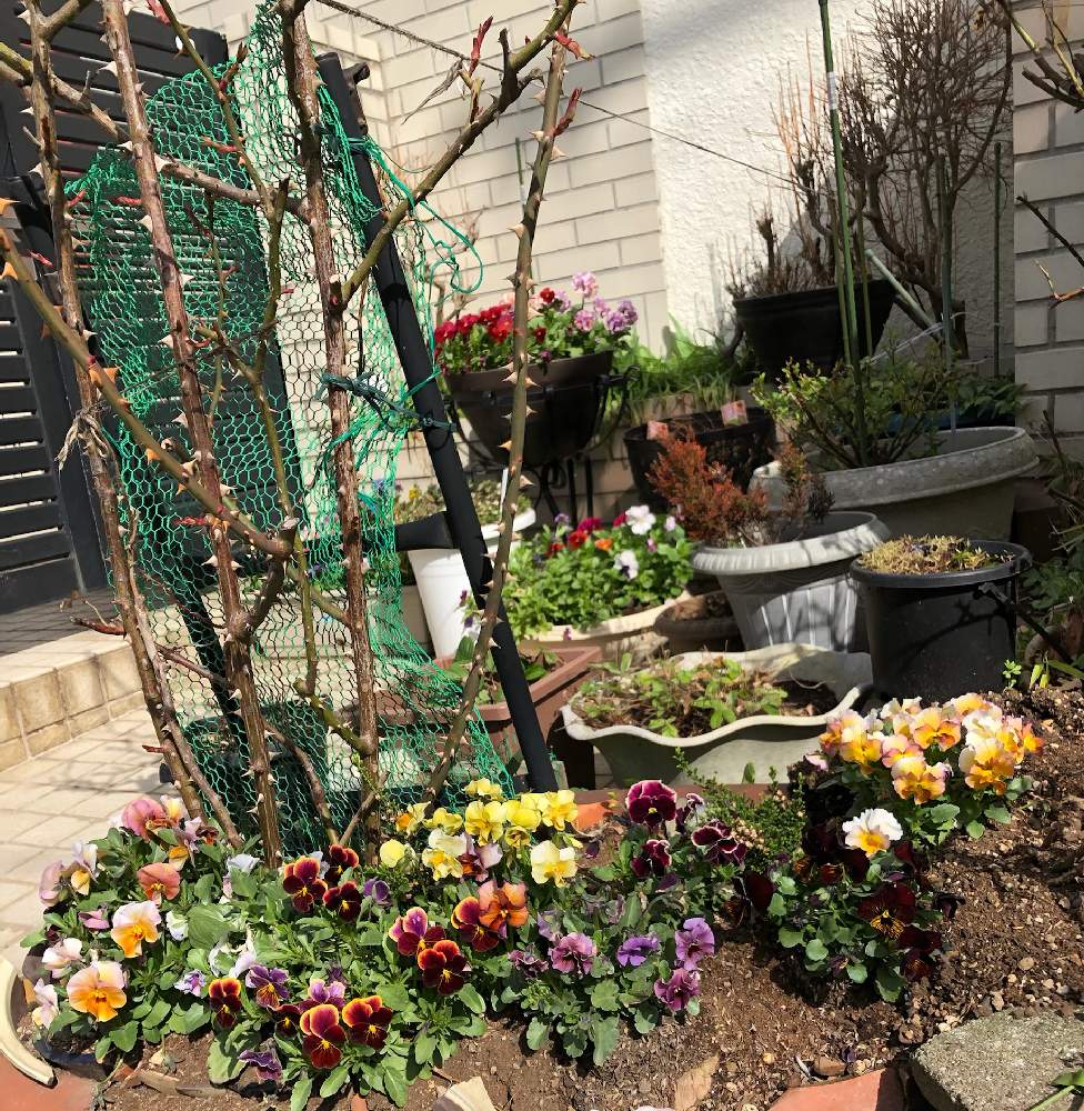 玄関先の投稿画像 By Hypnotic さん ビオラさんたち とタイル上にはアントワネットと花のある暮らしと花壇には季節のお花を 21月4月6日 Greensnap グリーンスナップ