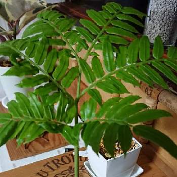 リュウビンタイの育て方 植え付けや水やり方法は 枯れる原因はなに Greensnap グリーンスナップ