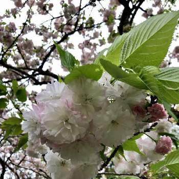 バラ科サクラ属の投稿画像一覧 Greensnap グリーンスナップ