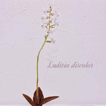 ジュエルオーキッドの投稿画像一覧 Greensnap グリーンスナップ