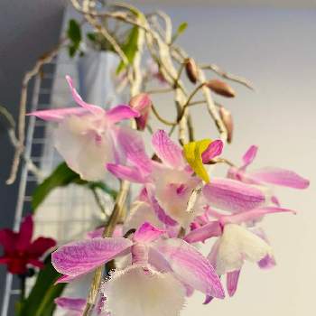 デンドロビウム アフィルムの投稿画像一覧 Greensnap グリーンスナップ デンドロビウム アフィルムの投稿画像一覧 Greensnap グリーンスナップ