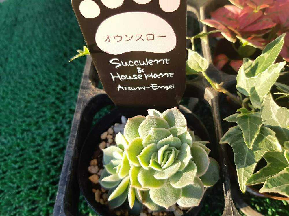 195🌹💐オンスロー オウンスロー｜🍀GreenSnap（グリーンスナップ）