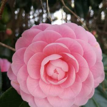 咲いてるよの画像 by ゆほちさん | お出かけ先とつばきと可愛いピンク色♡と咲いてるよと綺麗な色と可愛いよ
