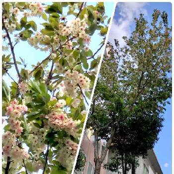 ウコン桜の画像 by さぼさぼさん | ウコン桜と医療・介護の皆様に感謝と街中で見つけたとコロナに負けるな！と春を満喫と美しいと素敵