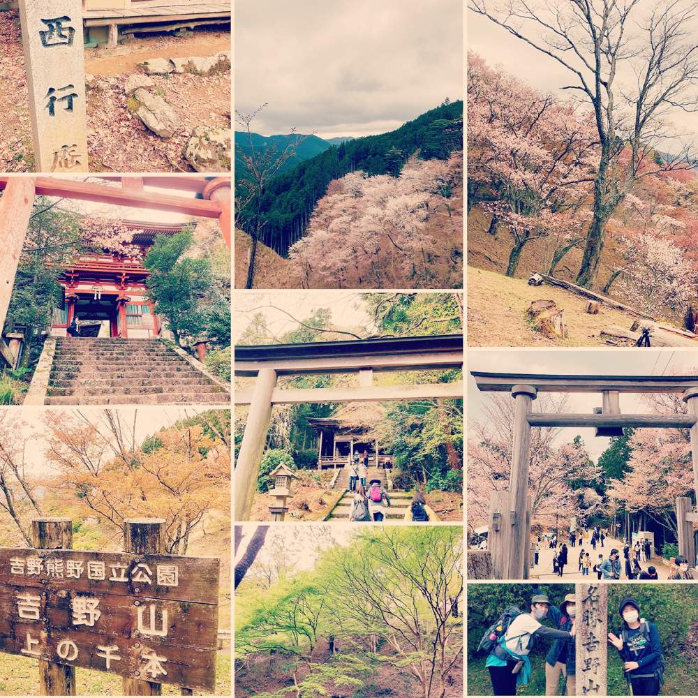 新芽がカワイイの投稿画像 By Naonaoさん 素晴らしい景色 と癒し空間とかわいい色とナチュラルスタイルとgreen Up と 21桜 フォトコンテスト 21月4月6日 Greensnap グリーンスナップ