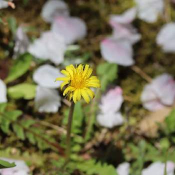 花筵の投稿画像一覧 Greensnap グリーンスナップ 花筵の投稿画像一覧 Greensnap グリーンスナップ