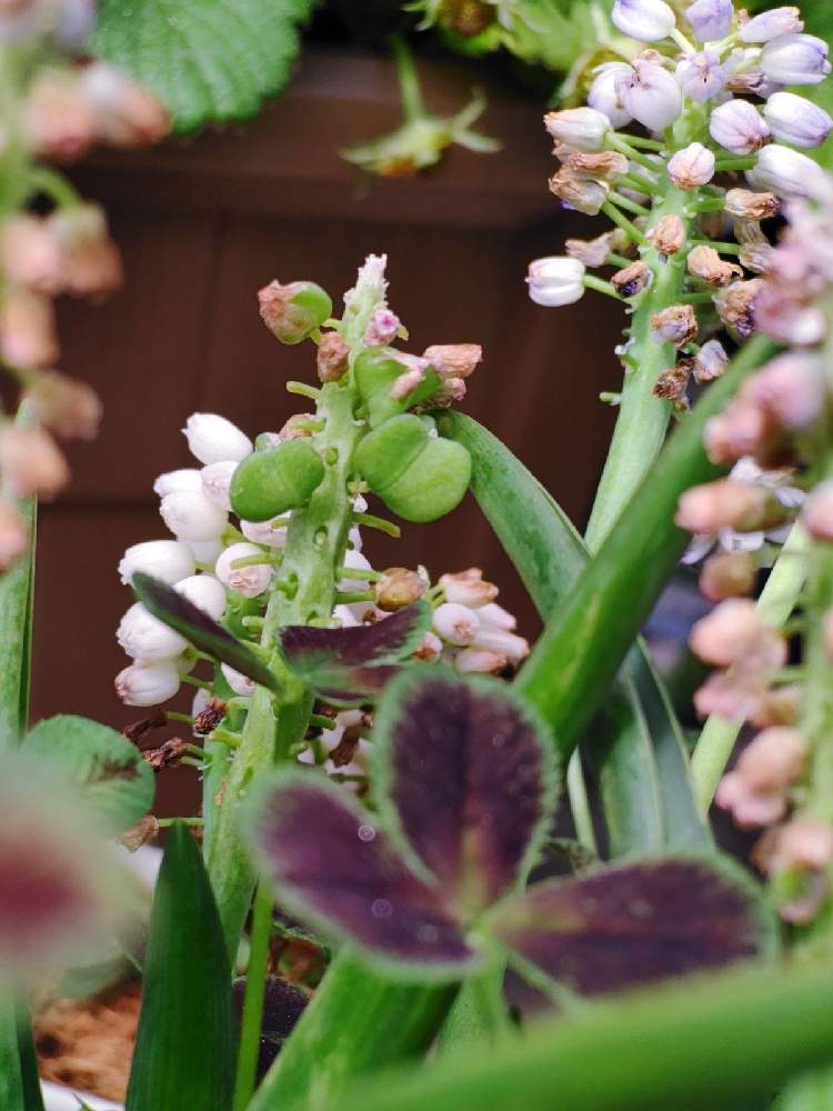 ムスカリ ピンクサンライズの投稿画像 By Taya S Lab さん ムスカリの種と小さなお花と たやﾑｽｶﾘ桃 と種ができましたとたねと秋植え球根と球根植物 21月4月7日 Greensnap グリーンスナップ