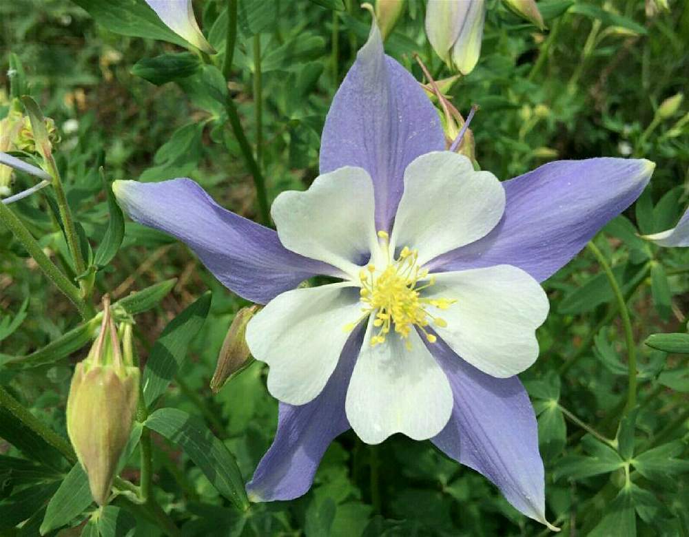 オダマキの投稿画像 By ゆか さん 花壇とガーデニングと花のある暮らしと可愛い花 21月4月7日 Greensnap グリーンスナップ