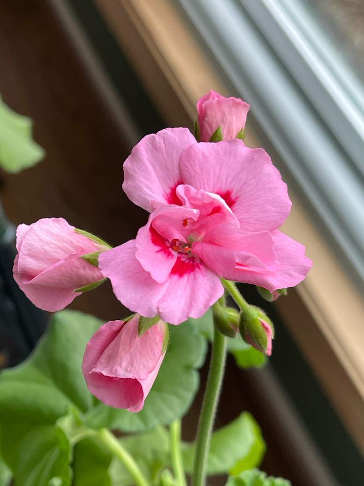 ゼラニウムの投稿画像 By ブルーネストさん ピンクの花と ゼラニウムとおうち園芸と鉢植えと春だ 21月4月7日 Greensnap グリーンスナップ
