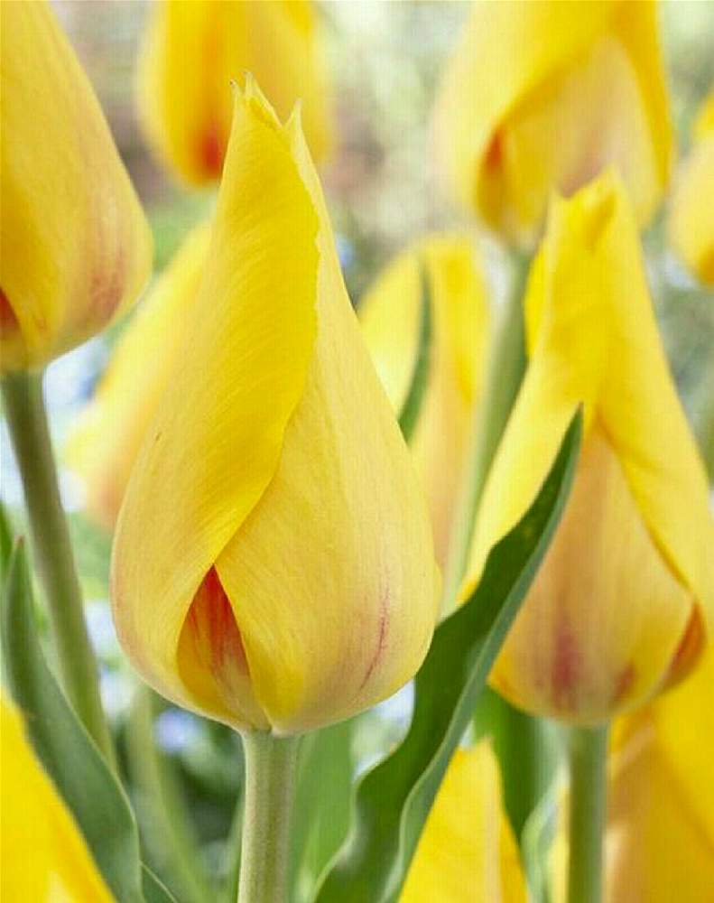 チューリップの投稿画像 By Pasiphae さん 花壇と可愛い花と黄色い花と綺麗なお花とガーデニングと花のある暮らし 21月4月7日 Greensnap グリーンスナップ