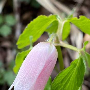 花言葉は静かな瞳の投稿画像一覧 Greensnap グリーンスナップ