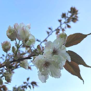 マインドフルネスの画像 by おたまちゃんさん | 小さな庭と黄桜・鬱金(うこん)とチーム石川とマインドフルネスと鬱金の桜と花のある暮らしと石川県といやし♪