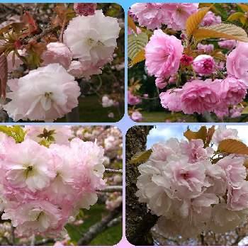 桜 関山 かんざん の投稿画像一覧 Greensnap グリーンスナップ