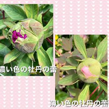 牡丹の蕾の投稿画像一覧 Greensnap グリーンスナップ