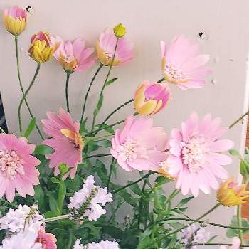 日向向きのお花の画像 by m_m77さん | 小さな庭とレースラベンダーとオステオスペルマムとむらさきとシェードガーデンとピンク❤︎ピンクとラベンダー色とナチュラルガーデンとおうち園芸と日向向きのお花と小さな庭♡と小庭❤️とピンクのお花と小さな幸せ♡とむらさきのはなと可愛いと小さな小さな庭と花のある暮らしと紫の花