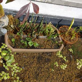 グリーンロタラの画像 by ビオラさん | 小さな庭とトクサとナガバオモダカとグリーンロタラと水草とビオトープとメダ活