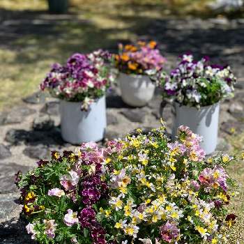 春のお花♡の画像 by フランネルさん | 小さな庭とビオラ・パンジーと春のお花♡と癒し…♡とかわい。と花のある暮らしとGS皆様ありがとうとスマホ撮りと切り花と切り戻し