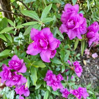 北玄関の花壇の投稿画像一覧 Greensnap グリーンスナップ