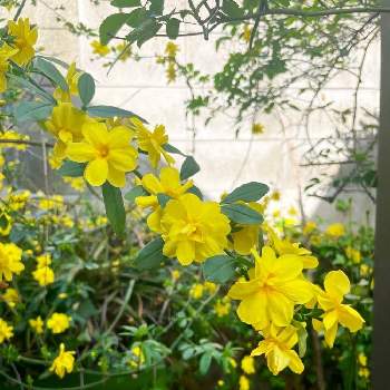 黄梅 Greensnap グリーンスナップ