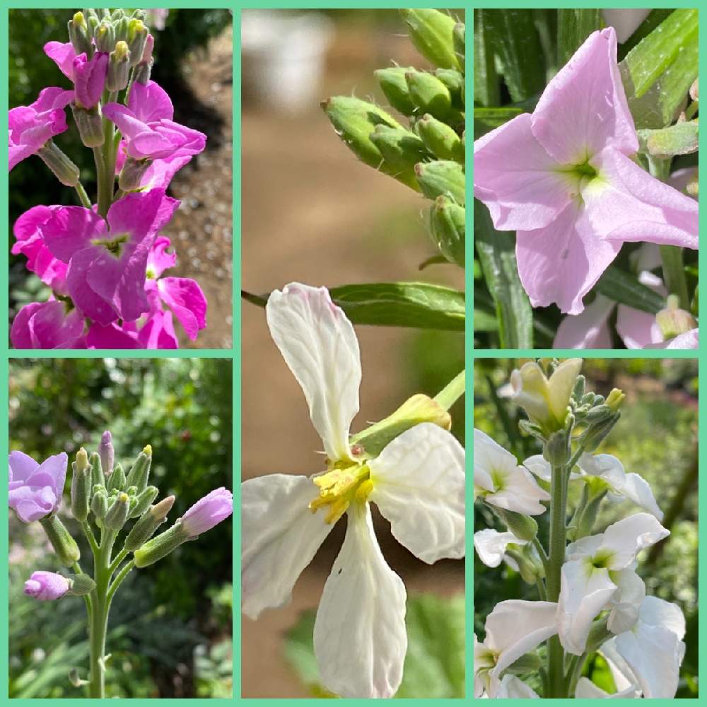 ストックの投稿画像 By Michi さん ラディッシュと種からと花のある暮らしと小さな庭からとミッチの会 21月4月7日 Greensnap グリーンスナップ