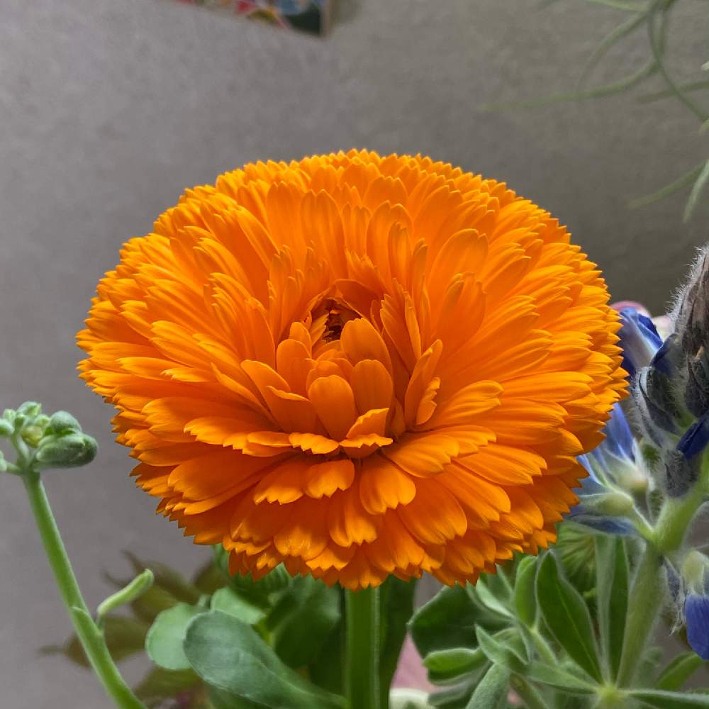 キンセンカの投稿画像 By パステルさん 切り花と可愛い とビタミンカラーとオレンジの花 21月4月7日 Greensnap グリーンスナップ