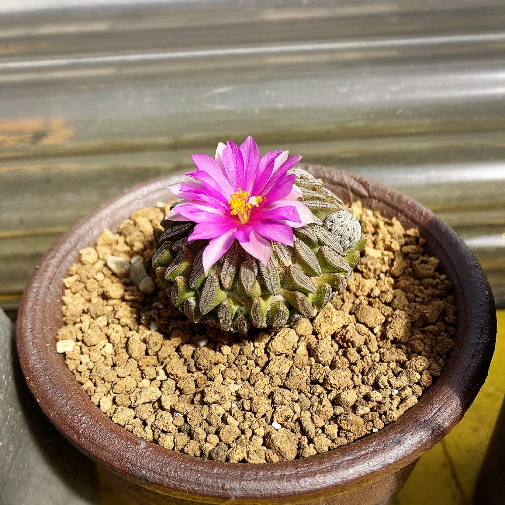 精巧丸の投稿画像 By あつこさん さいた と相方さんコレクションとうれしい と可愛いと咲いた 21月4月7日 Greensnap グリーンスナップ