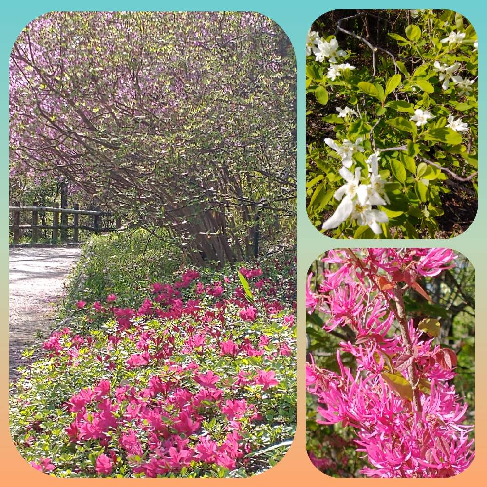 の画像 by hiroさん | 利休梅の花と医療関係者に感謝と奈良県馬見丘陵公園とトキワマンサクの花とツツジの花とチューリップフェアとコロナに負けるな‼️と馬見丘陵公園と春の花♡と春ですね