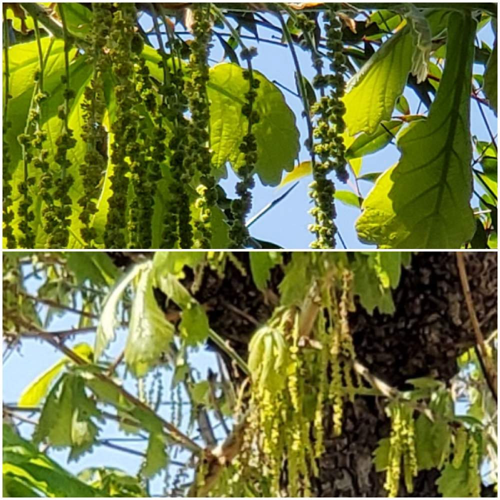 かしわの投稿画像 By まりゆりさん かしわの木の花とかしわの雄花とはっぱと芽生え 21月4月7日 Greensnap グリーンスナップ