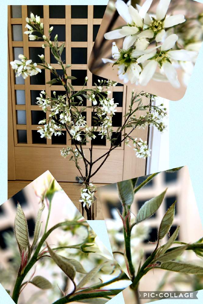 切り花の投稿画像 By ちゃこさん 枝物と 白い花とジューンベリーと部屋と切り花と枝物と 白い花 21月4月 7日 Greensnap グリーンスナップ Greensnap グリーンスナップ