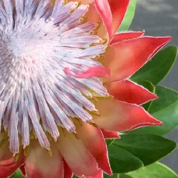 プロテアの育て方 植え付けや水やりの方法は 種からも育つの Greensnap グリーンスナップ