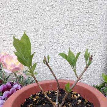 アナベル 紫陽花の投稿画像一覧 Greensnap グリーンスナップ