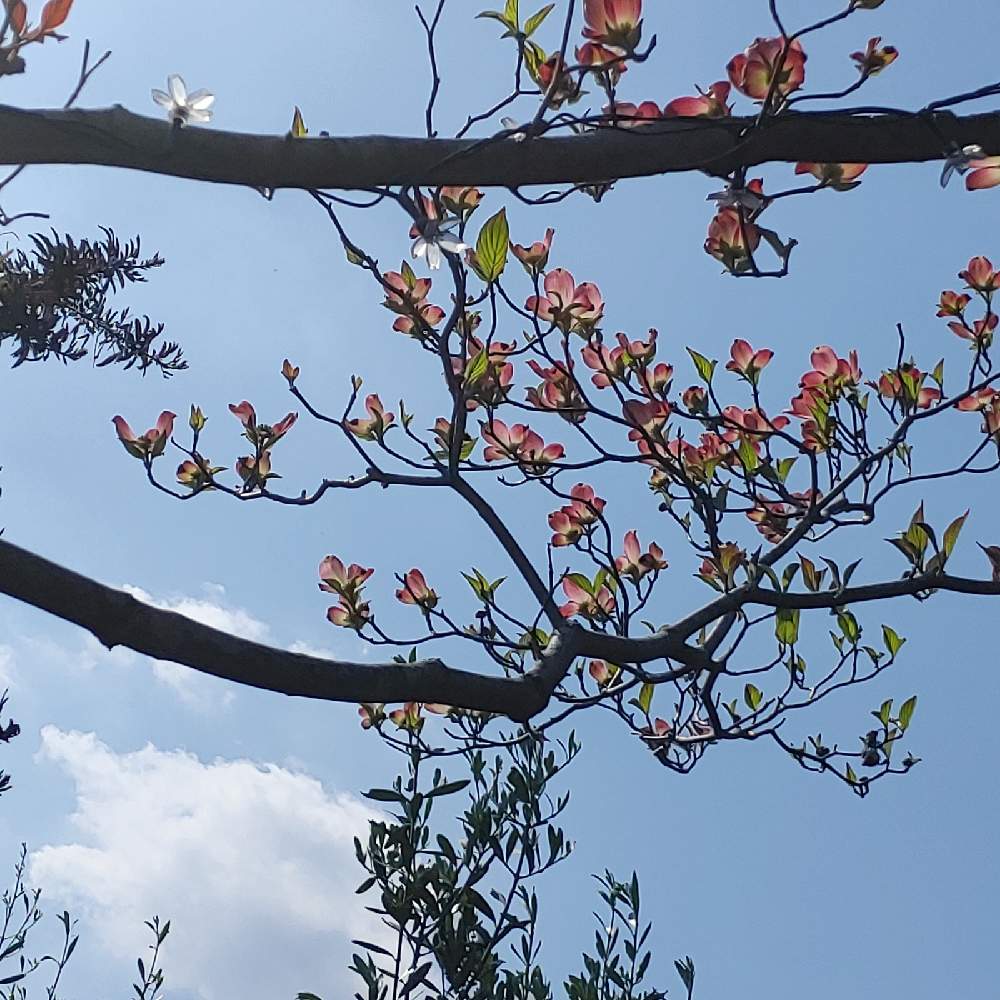 ハナミズキの投稿画像 By ミッチーさん 今日は晴れと気持ち良い天気 と空と雲とみどりと雲仲間とミッチの会と今日も元気でとピンク色の花 21月4月7日 Greensnap グリーンスナップ
