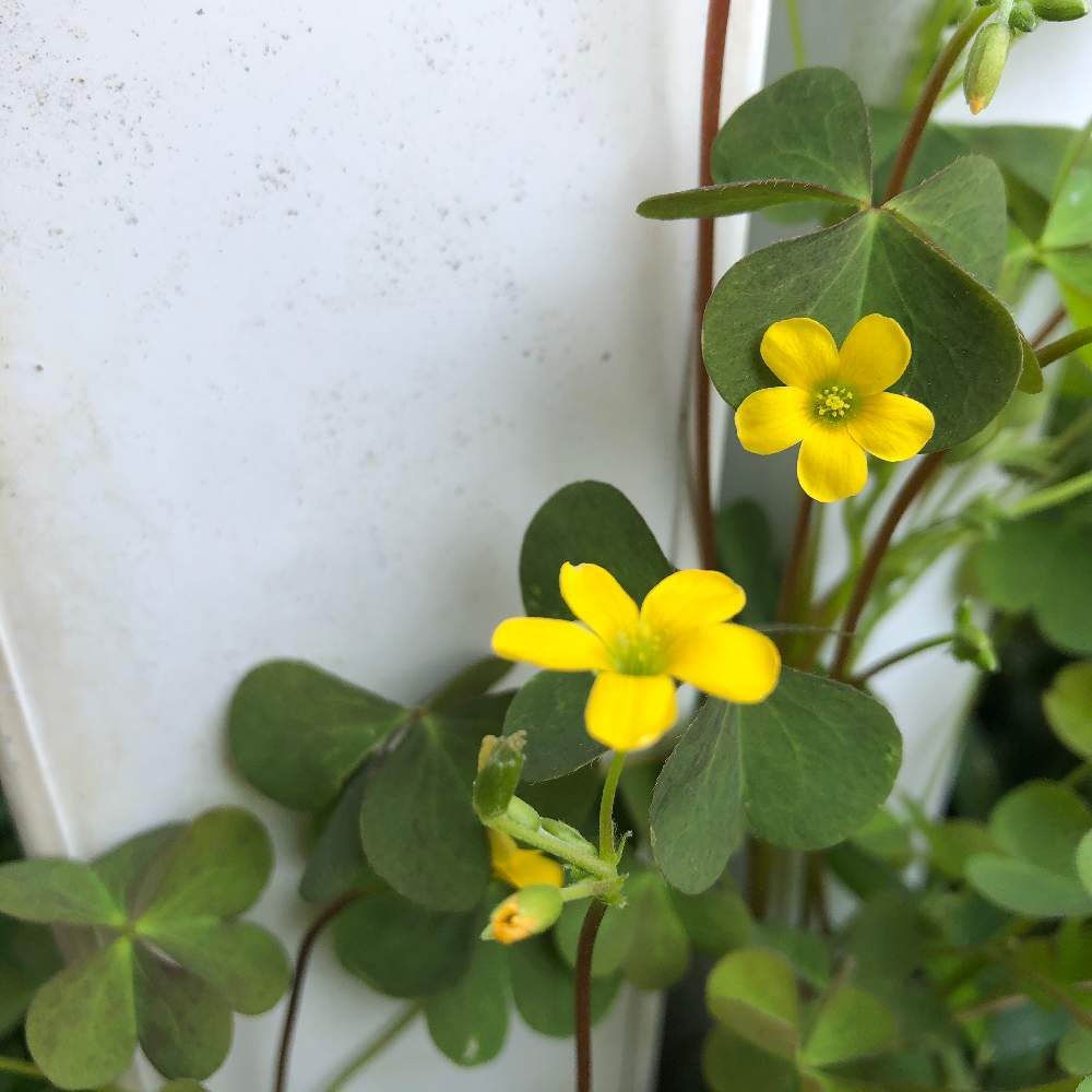 青砥さんの投稿画像 21月4月7日 Greensnap グリーンスナップ