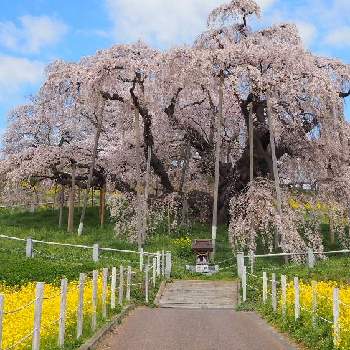 巨木シリーズの画像 by SAIさん | お出かけ先とお散歩写真と巨木シリーズと新名木百選と『2021桜』フォトコンテスト