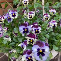 パンジー,パンジーマスカレード,寄せ植え,多肉寄せ植え,可憐の画像
