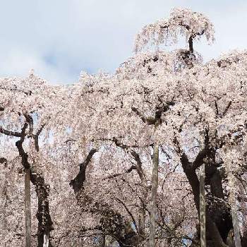 巨木シリーズの画像 by SAIさん | お出かけ先とお散歩写真と巨木シリーズと新名木百選と『2021桜』フォトコンテスト