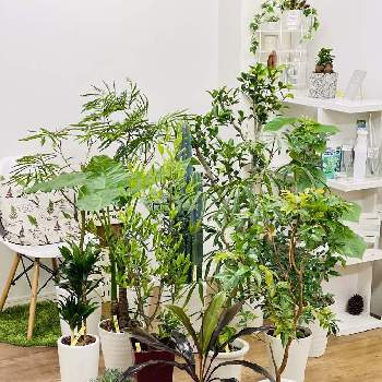 オリーブ ひなかぜの投稿画像一覧 Greensnap グリーンスナップ