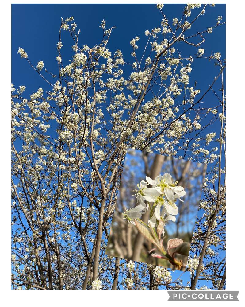 ジューンベリーの投稿画像 By コアラさん 畑と実がなる木とジュースと爽やかと花のある暮らしと白い花と幸せな時間と実がなる木とジュースと爽やかと花 のある暮らしと白い花と幸せな時間 21月4月7日 Greensnap グリーンスナップ Greensnap グリーンスナップ