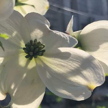 花水木 白の投稿画像一覧 Greensnap グリーンスナップ