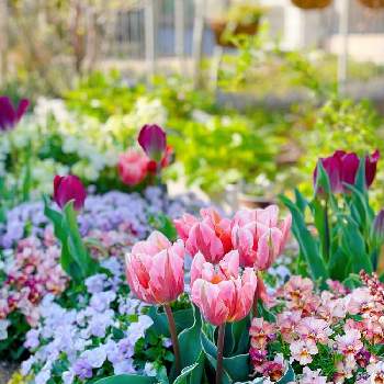 春のガーデンの投稿画像一覧 Greensnap グリーンスナップ