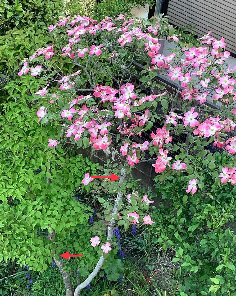 ハナミズキの投稿画像 By Hanaさん 放ったらかしと花木と春が来たと庭木とほったらかしと赤い花と花のある暮らしと地植えとおうち園芸 21月4月7日 Greensnap グリーンスナップ