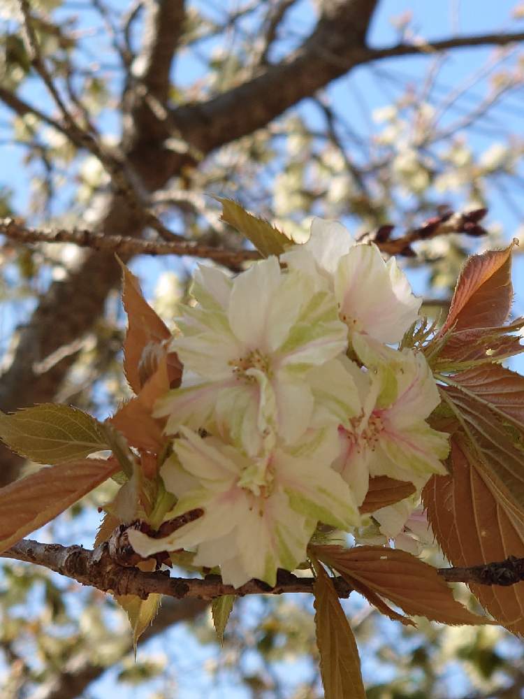 鬱金 うこん の投稿画像 By きみちゃんさん 花のある暮らしと春の花 21月4月7日 Greensnap グリーンスナップ