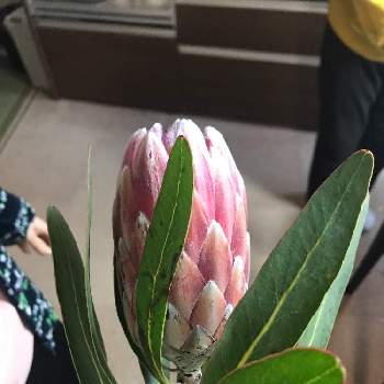 プロテアの育て方 植え付けや水やりの方法は 種からも育つの Greensnap グリーンスナップ