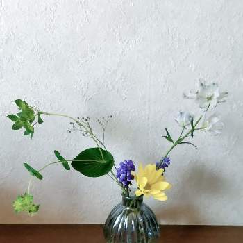 ブプレリュームの画像 by ハイオクさん | ムスカリとかすみ草とブプレリュームとデルフィニウムとスプレー菊と花のある暮らしと魔法の花瓶