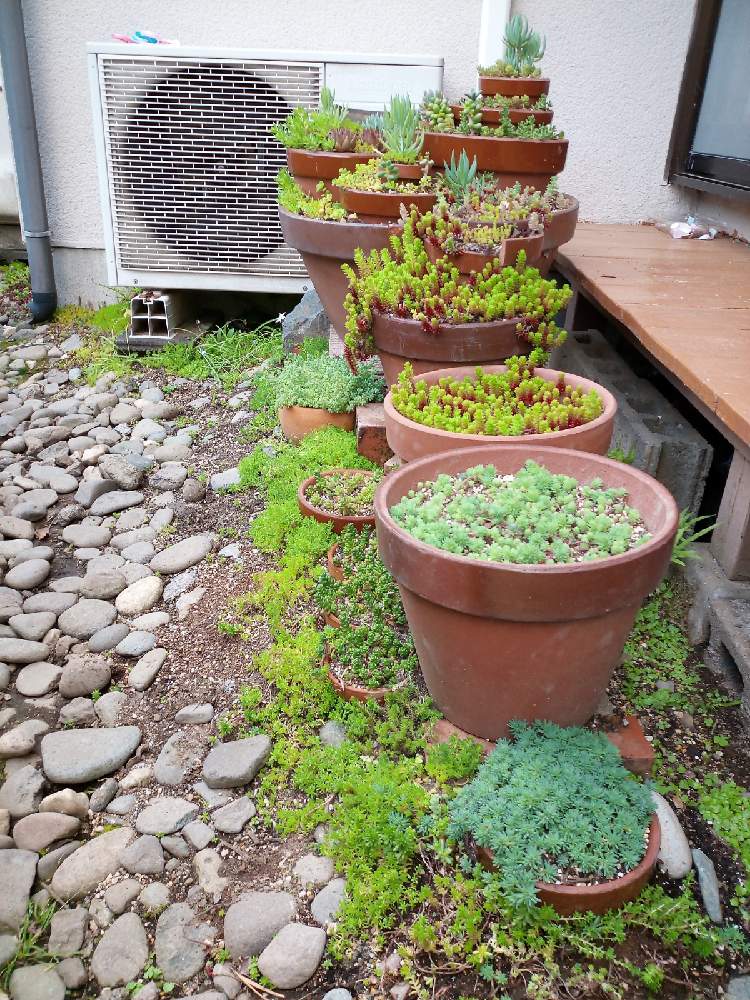 セダムの投稿画像 By 光合星さん セダム属と多肉植物と多肉タワーと植中毒と癒し空間と多肉花壇とタニラーと鉢植えと植物観察と段々鉢とグランドカバー 21月4月7日 Greensnap グリーンスナップ