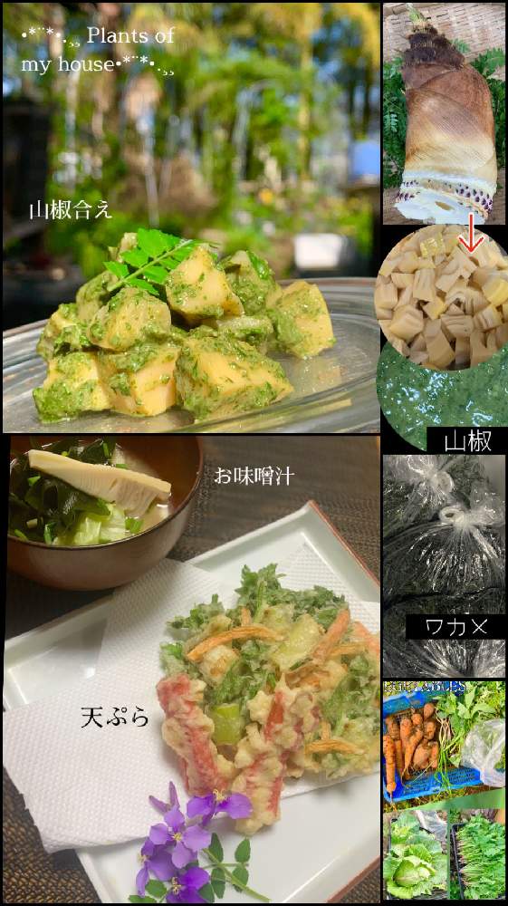 アサツキの投稿画像 By Kane Flowerさん ニンジンとネギとタケノコとサンショウとヨモギとワカメとシュピッツコールとオオアラセイトウとセリとムラサキハナナと借畑と家庭菜園と種からと昨日とk F Cookingと私畑と中ぐらいの庭と埼玉県と自家製野菜と無農薬有機栽培と無