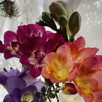 フリージアが好きの投稿画像一覧 Greensnap グリーンスナップ