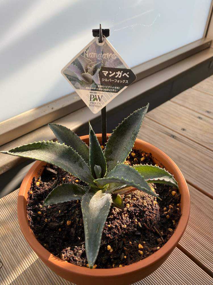 2136多肉植物 フラワー・ガーデニング アガベ パリー 覆輪斑 FOX? 抜き苗