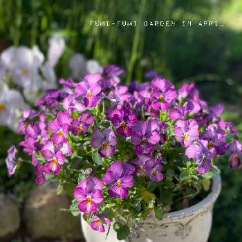 紫のパンジーの画像 by fumi-fumiさん | 小さな庭とセダム属とGSのみなさんに感謝♡と紫のパンジー